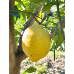 Citron-de-menton-igp
