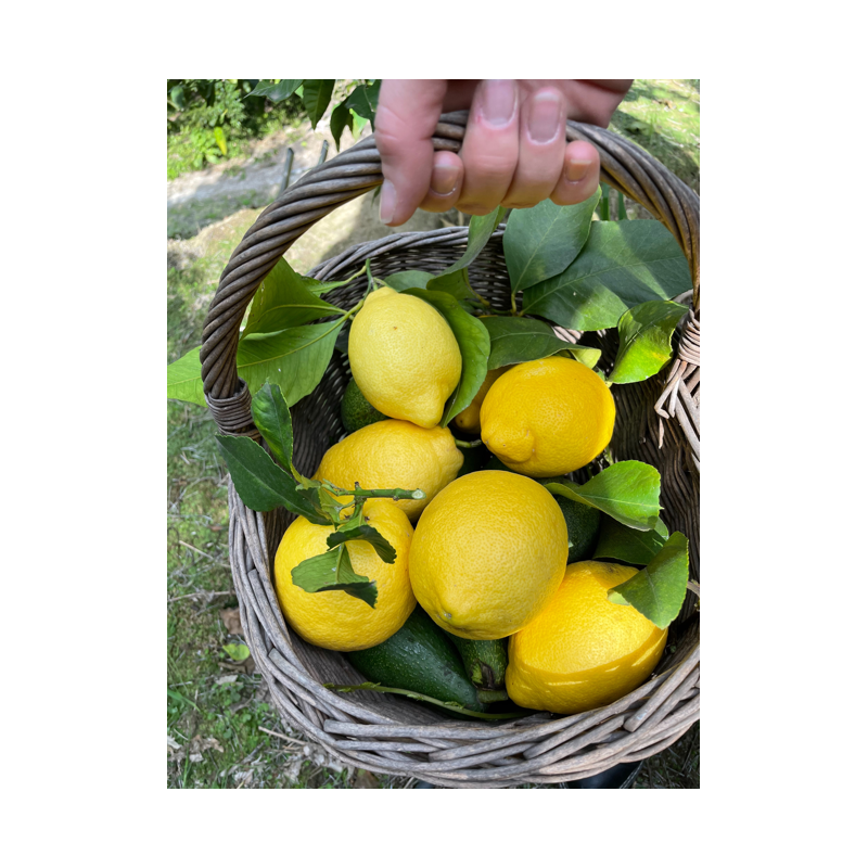 Citrons de Pays