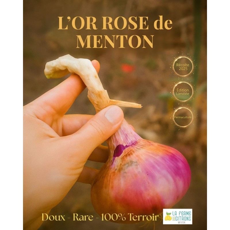 L'Or Rose de Menton - Oignon rose de Menton L'Or Rose de Menton - Oignon rose de Menton