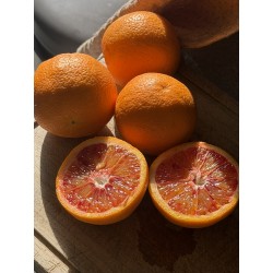 les oranges sanguines de Menton