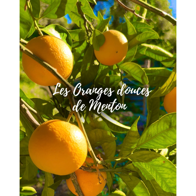 Les oranges douces de Menton