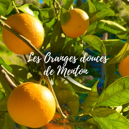 Les oranges douces de Menton