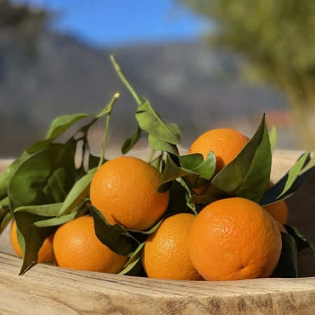Les oranges douces sanguines de Menton 1kg