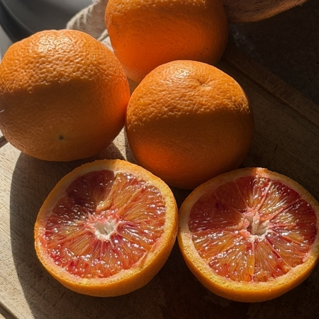les oranges sanguines de Menton