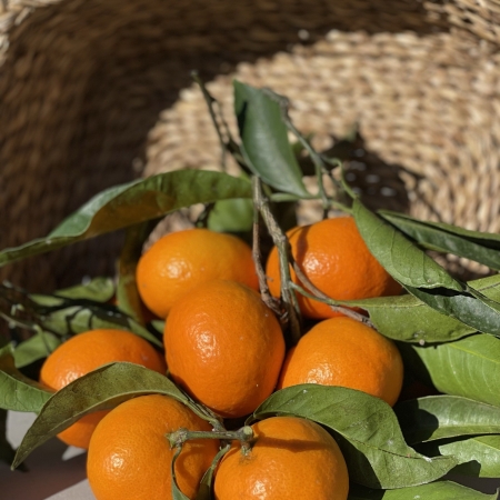 Les Tangerines de Menton 1kg